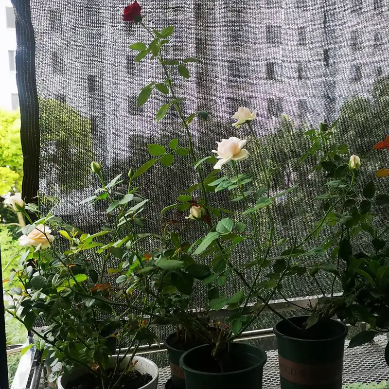 35~80% Shading Anti-UV Black H - مراجعة Agriculture Farming Net وسعره
